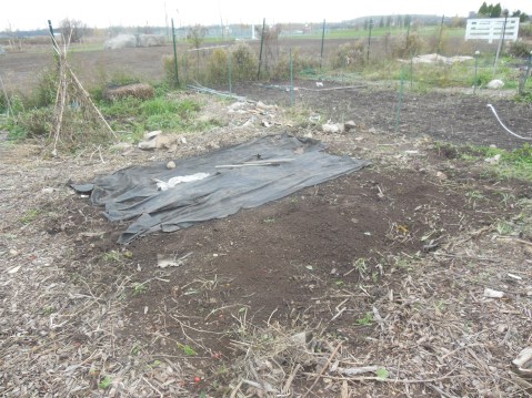 In the end, the plot looked just as it did back in March. You would never knew how it was covered with tomato, bean, pumpkin and flowers just weeks before. 